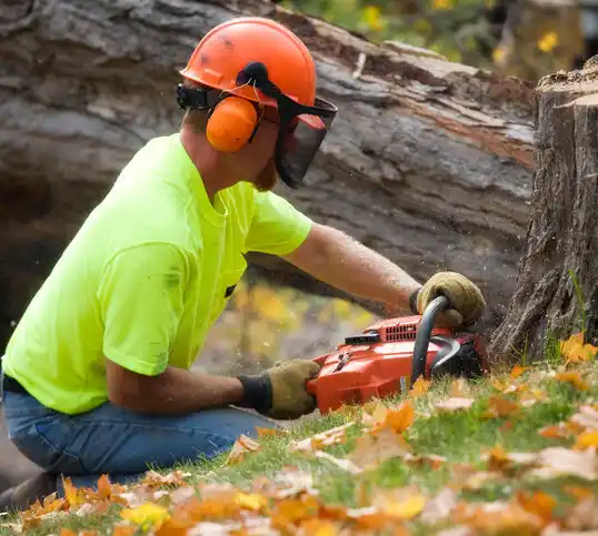 tree services Summersville